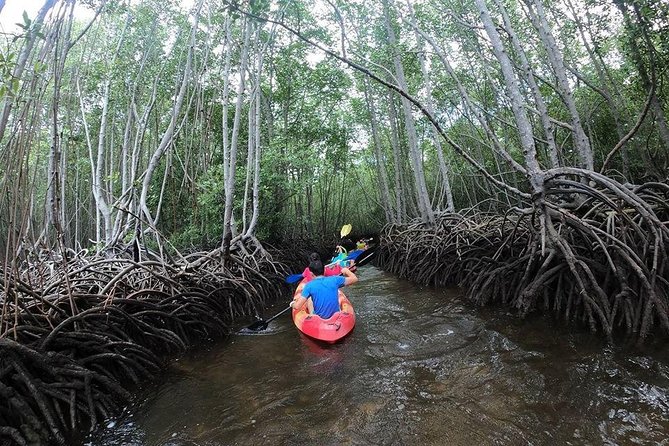 1 Hour Mangrove Tour From Lembongan with Kayak, Paddle, or Boat - Key points to know before you book