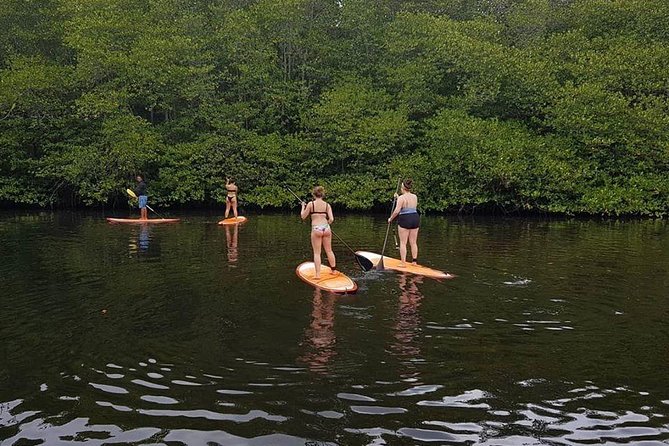 1 Hour Mangrove Tour From Lembongan with Kayak, Paddle, or Boat - Why the mangroves are worth an hour