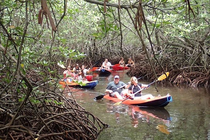 1 Hour Mangrove Tour From Lembongan with Kayak, Paddle, or Boat - How to get more from the short outing