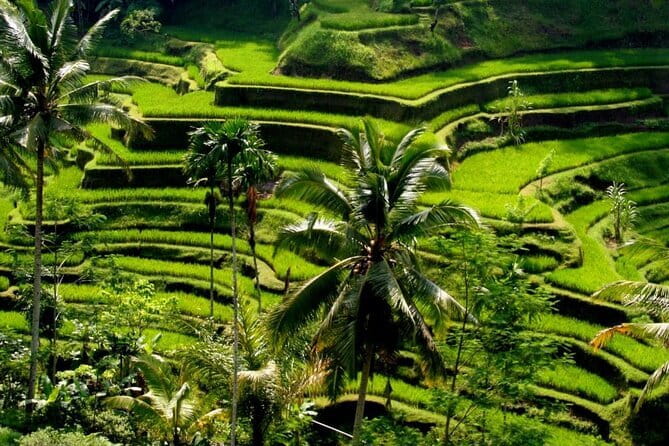 2 Days Mount Batur Sunrise Trekking With Private Ubud Day Tour - Day two in Ubud: a private change of pace
