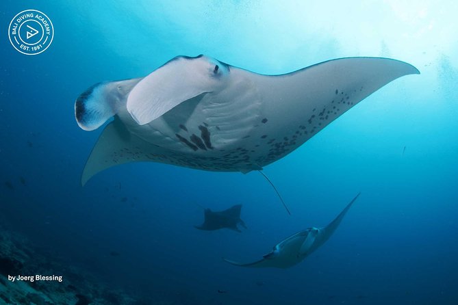 2 or 3 dives in Nusa Lembongan and Penida, for certified diver (in Lembongan) - What Makes This Nusa Lembongan Trip Worth Considering
