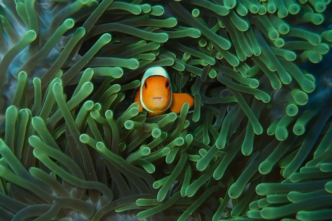 2 or 3 dives in Nusa Lembongan and Penida, for certified diver (in Lembongan) - Mantas First, Then the Best of Nusa Penida