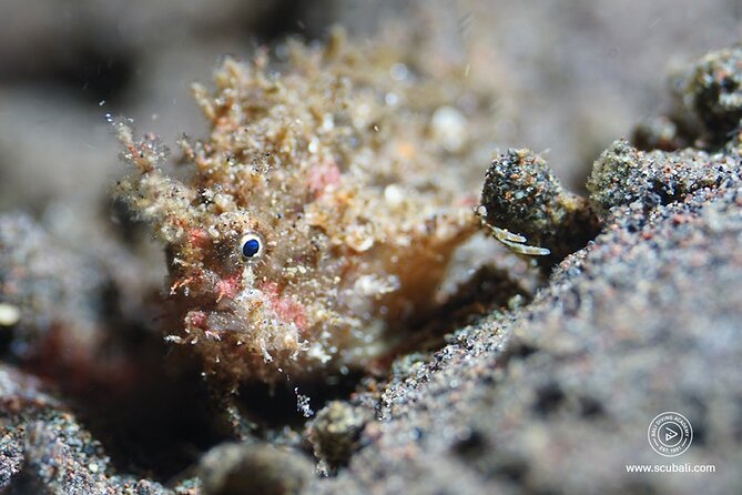2 or 3 dives in Nusa Lembongan and Penida, for certified diver (in Lembongan) - Gamat Bay and the Flexible Third Session