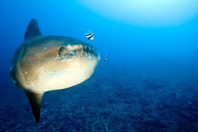 2 or 3 dives in Nusa Lembongan and Penida, for certified diver (in Lembongan) - Lunch on the Boat Keeps the Day Moving