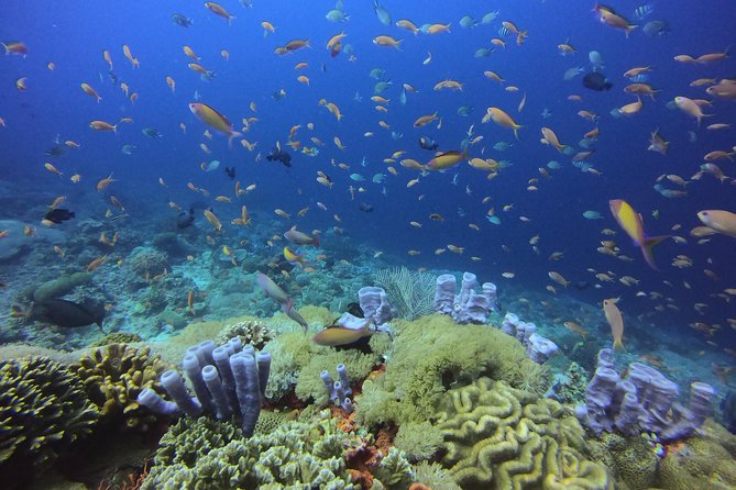 2 or 3 dives in Nusa Lembongan and Penida, for certified diver (in Lembongan) - Manta Point: The Site Everyone Wants