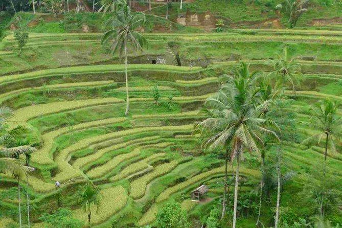 3 Days Sightseeing to the Famous Place in Bali - Day 3: Bedugul’s mountain air and Bali’s famous temples
