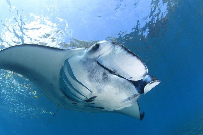 5 Fun Dives in Nusa Lembongan (for certified divers) - Swim with a Mola Mola - Why this five-session package works