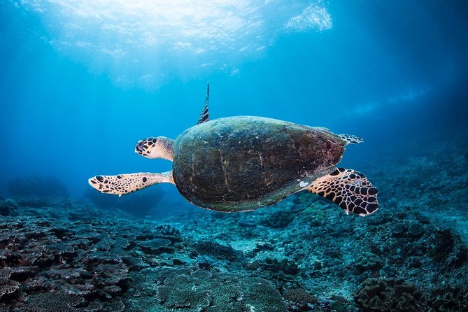 5 Fun Dives in Nusa Lembongan (for certified divers) - Swim with a Mola Mola - Crystal Bay and the Mola Mola possibility