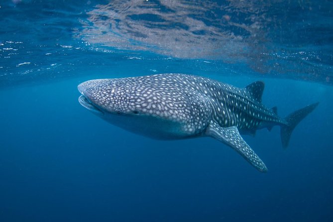 5 Fun Dives in Nusa Lembongan (for certified divers) - Swim with a Mola Mola - Manta Point and Manta Bay encounters