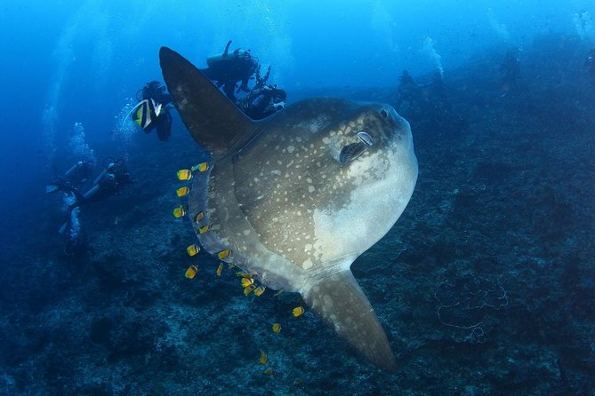 5 Fun Dives in Nusa Lembongan (for certified divers) - Swim with a Mola Mola - Mangrove Point near Nusa Lembongan