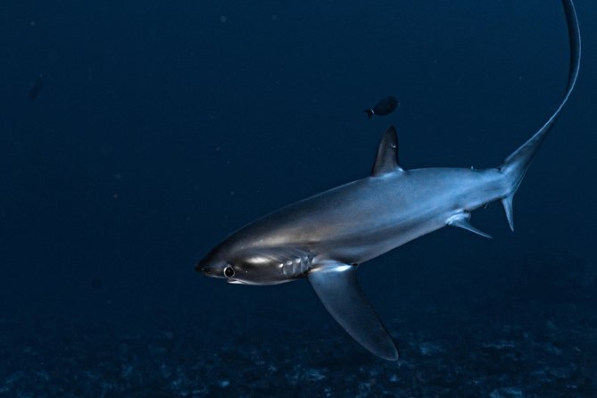 5 Fun Dives in Nusa Lembongan (for certified divers) - Swim with a Mola Mola - Starting at Jungutbatu