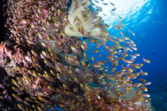 5 Fun Dives in Pemuteran (for certified divers) - Exploration in Menjangan Park - What the five sessions can include