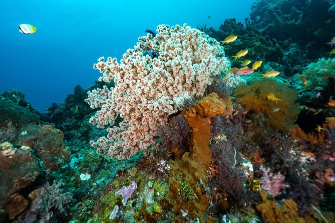5 Fun Dives in Pemuteran (for certified divers) - Exploration in Menjangan Park - The break on Menjangan Island