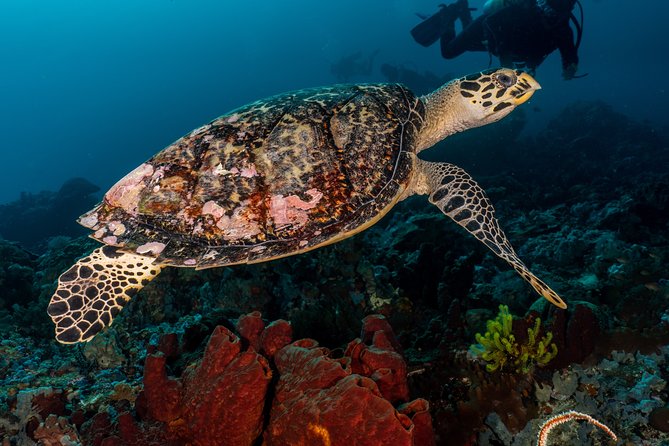 5 Fun Dives in Pemuteran (for certified divers) - Exploration in Menjangan Park - The short van ride and wooden boat to Menjangan