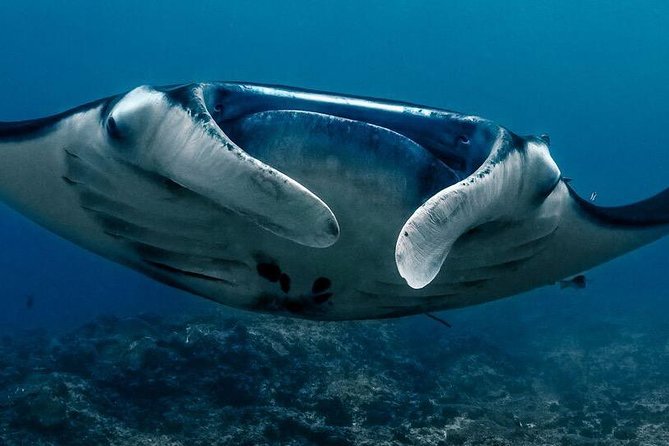 7 Fun Dives in Nusa Lembongan (for certified divers) - Premium Value Package - Mangrove Point: a different side of Lembongan