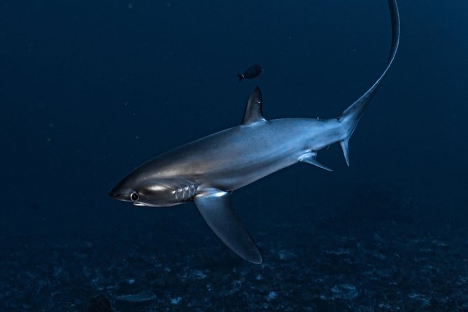 7 Fun Dives in Nusa Lembongan (for certified divers) - Premium Value Package - Equipment, facilities, and comfort between sessions