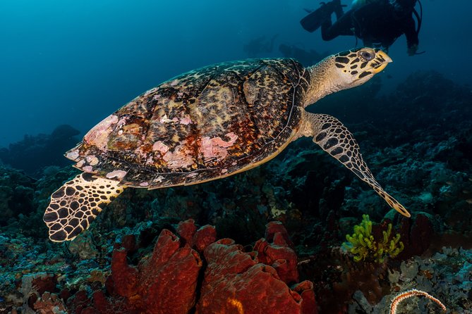 7 Fun Dives in Pemuteran (for certified divers) - Exploration in Menjangan Park - Why seven underwater sessions make sense at Menjangan
