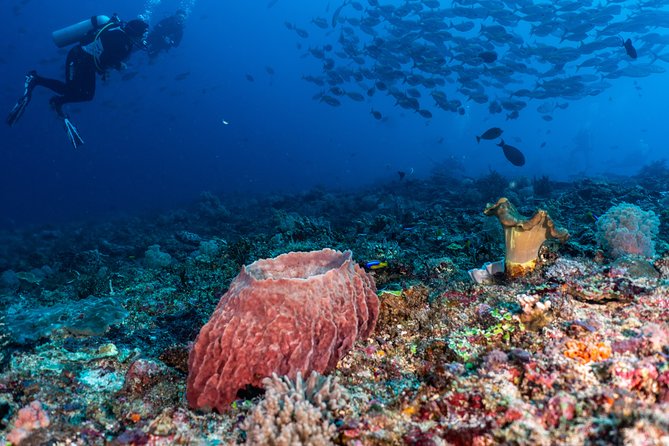 7 Fun Dives in Pemuteran (for certified divers) - Exploration in Menjangan Park - Menjangan Island’s walls, gardens, and small creatures