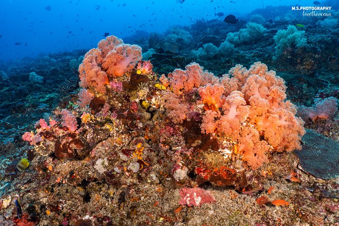 7 Fun Dives in Pemuteran (for certified divers) - Exploration in Menjangan Park - The instructors and how much guidance you can expect