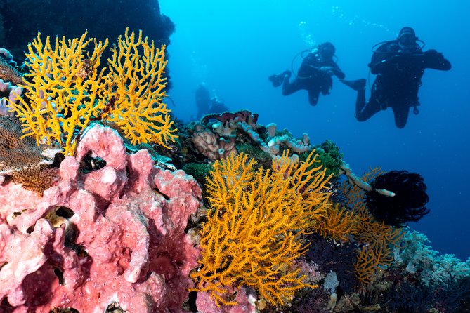 7 Fun Dives in Pemuteran (for certified divers) - Exploration in Menjangan Park - Pemuteran as a second setting