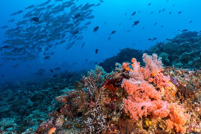 7 Fun Dives in Pemuteran (for certified divers) - Exploration in Menjangan Park - The break on Menjangan Island