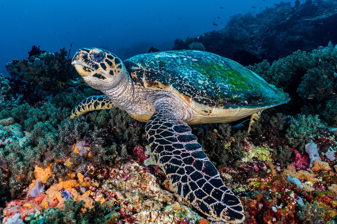7 Fun Dives in Pemuteran (for certified divers) - Exploration in Menjangan Park - The road and boat trip to Menjangan Island