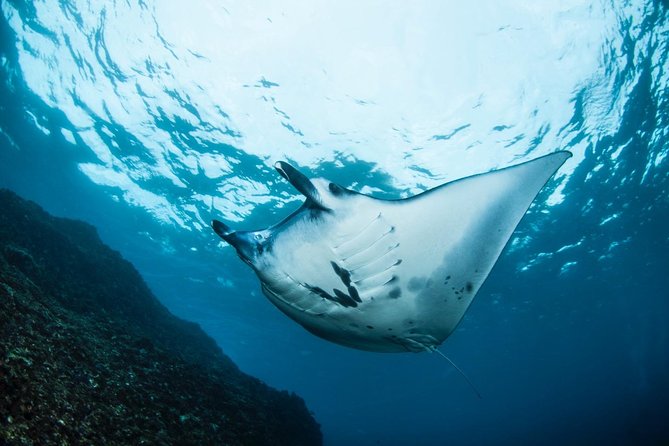 Advanced Open Water Course - Advanced Certification in Lembongan (next to Bali) - Toyapakeh brings variety to the schedule