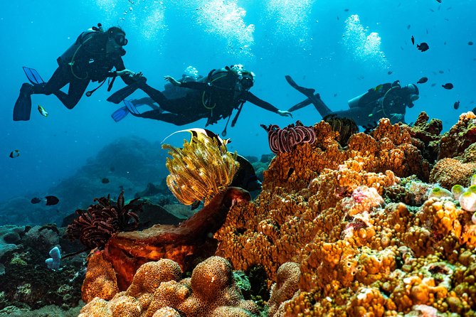 Advanced Open Water Course in Pemuteran - Certification in Bali (Menjangan park) - Equipment and the base in Pemuteran