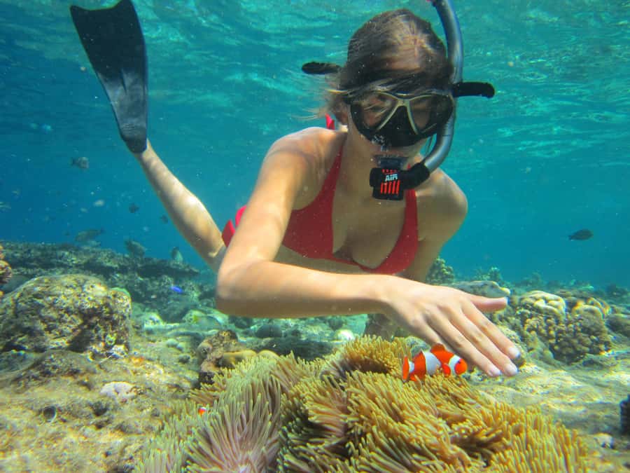 All Include Snorkeling Menjangan Island - Key points to know before booking