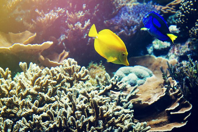 All Inclusive Bali Blue Lagoon Snorkeling with Lunch and Transport - Who will get the most from this $50 experience?
