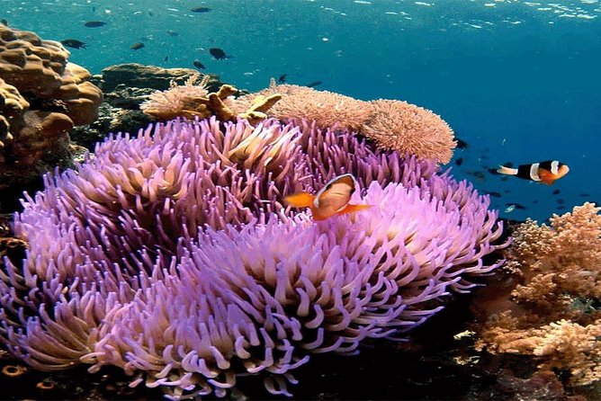 All Inclusive Bali Snorkeling Blue Lagoon tour experience - Why Padangbai makes a good snorkeling day