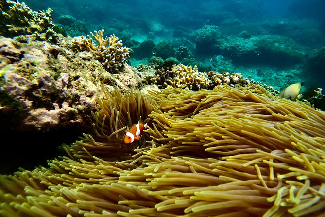All Inclusive Snorkeling at Blue Lagoon with Lunch - Why this Padang Bai day trip works