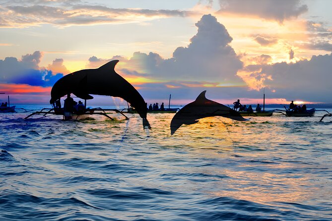 Amazing Bali Dolphin Watching Trip Experience - What the $80 price actually covers
