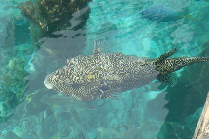 Amazing Blue Lagoon Snorkeling with Private Hotel Transfer - Lunch, showers, and the return to land