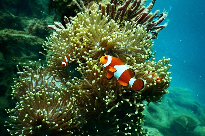 Amazing Blue Lagoon Snorkeling with Private Hotel Transfer - What the $47.44 price really covers