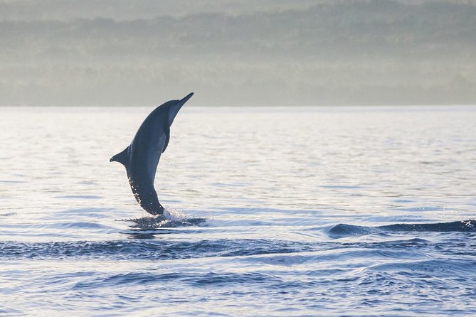 Amazing Private Tours: Dolphins Lovina and Gitgit Waterfall include Lunch - Lovina dolphin watching at sunrise