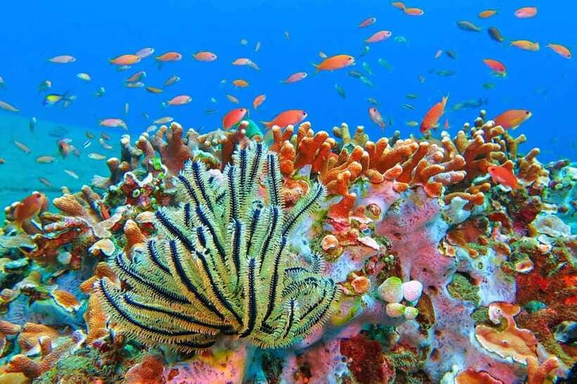 Amed: Snorkeling Tour with Japanese Shipwreck and Coral … - What the $40 price includes