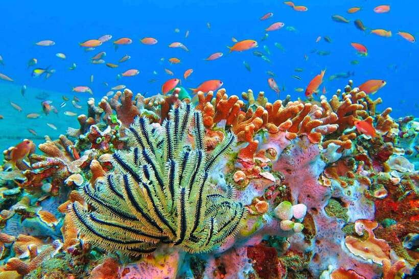 Amed: Snorkeling Tour with Japanese Shipwreck and Coral … - Starting at Amed Beach and Pyramid