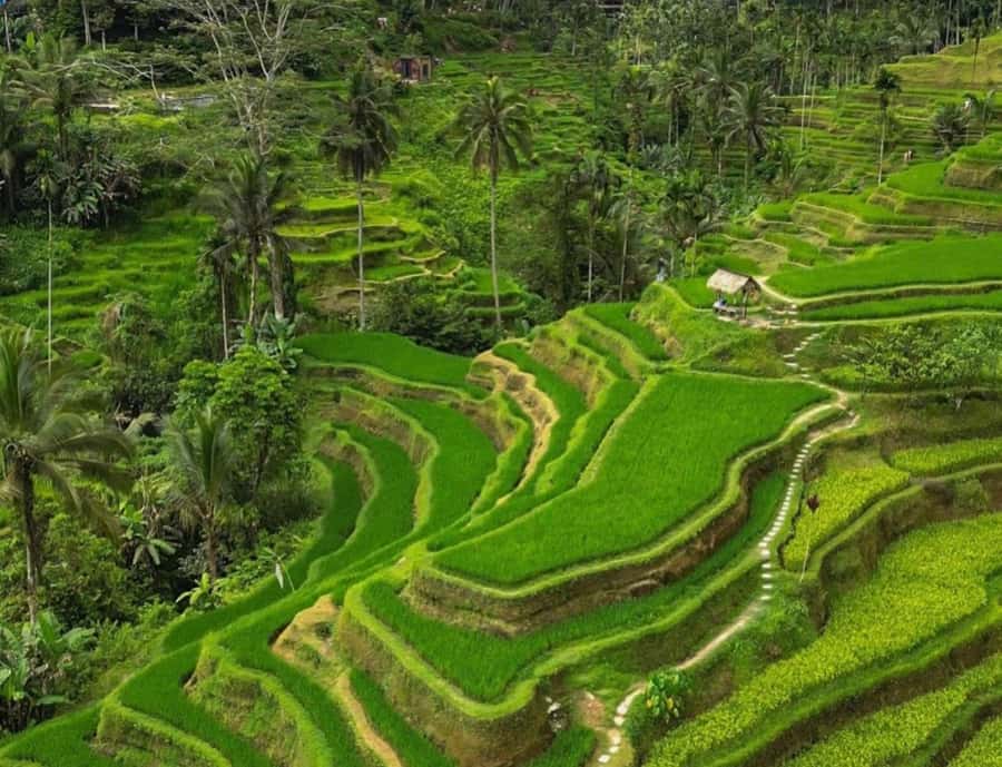 Bali: 3-Day Private Must-Do Highlights Nature & Culture Tour - Day two: Lempuyang, Tirta Gangga, and the Ubud finale