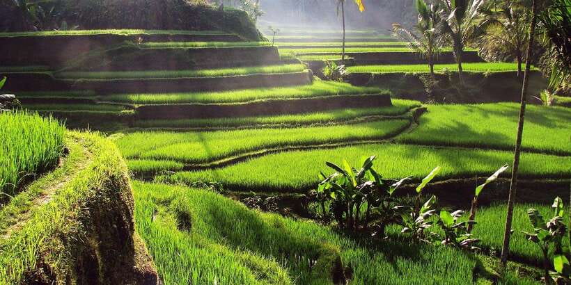 Bali: 3 Waterfalls and Tegalalang Rice Terrace Private Tour - Tibumana adds forest, moss, and clear water
