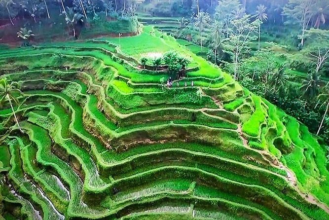 Bali 5 Days Private Tours Includes Air Port Transfers - Private vehicles and the value of flexibility