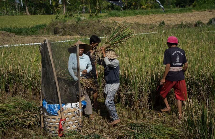 Bali: 6-Hour UNESCO Sites Cultural Walking Tour - A School Visit With a Practical Purpose