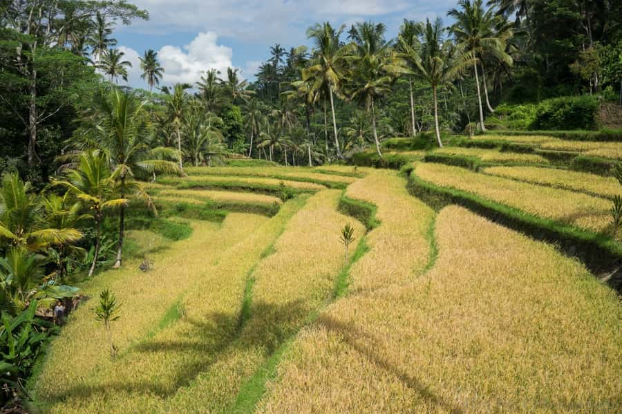 Bali: 6-Hour UNESCO Sites Cultural Walking Tour - What the $50 Price Really Covers