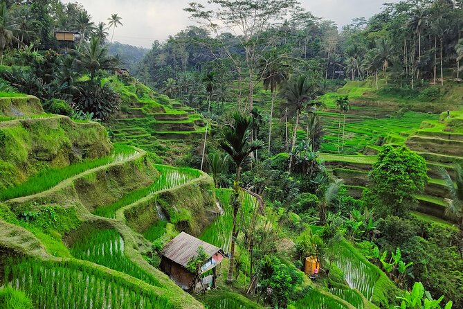 Bali Airport Pickup Transfer to Ubud Area (Private) - What the 1.5 to 2-hour ride feels like