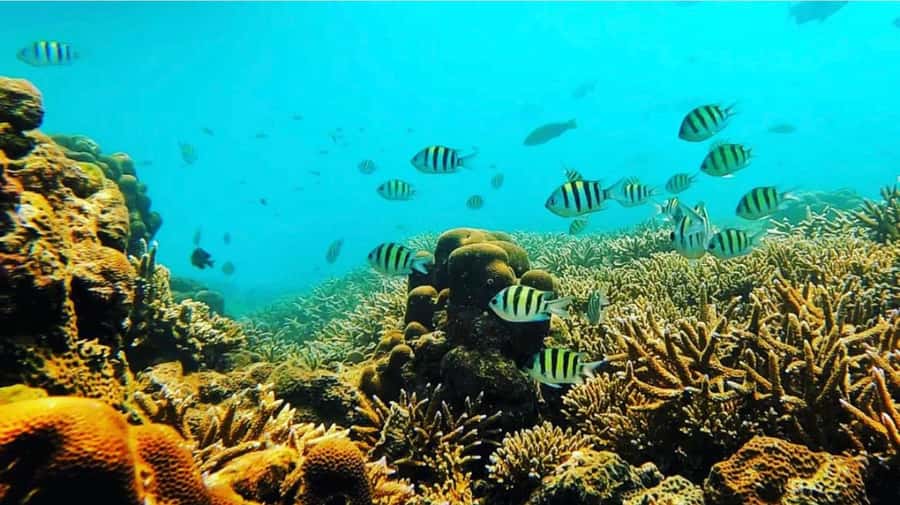 Bali: All-Inclusive Blue Lagoon & Tanjung Jepung Snorkeling - Add Lempuyang, Ubud, or a waterfall