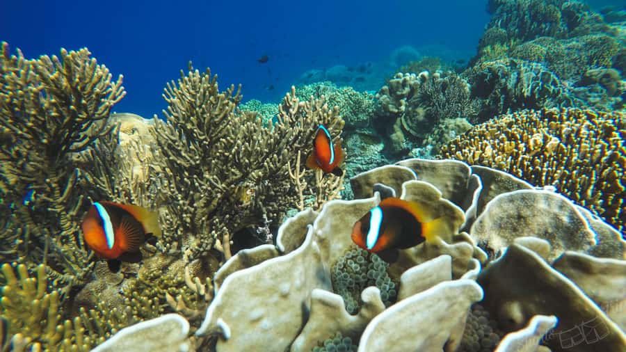 Bali: All-Inclusive Blue Lagoon & Tanjung Jepung Snorkeling - Tanjung Jepun: an easy first session