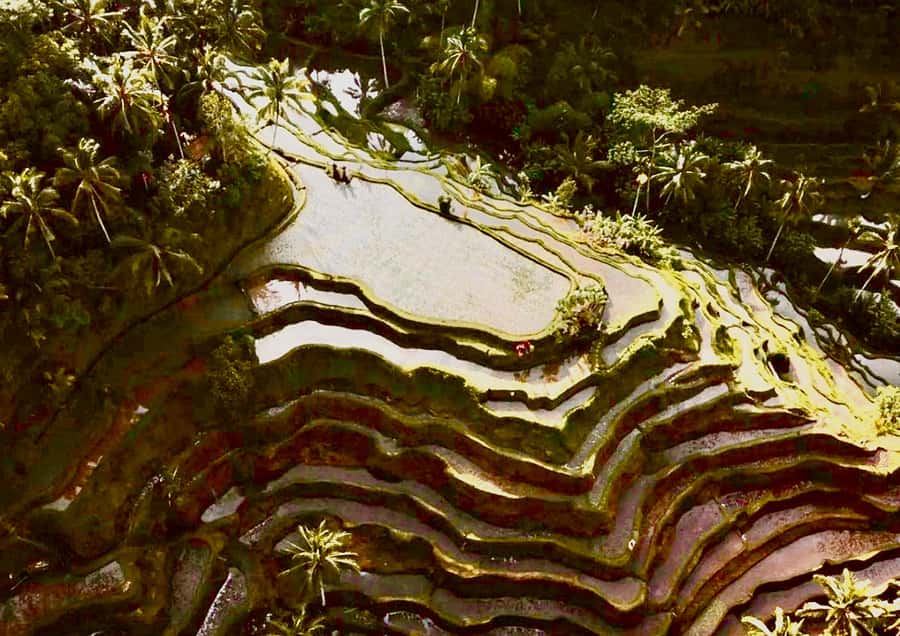 Bali: All-Inclusive Combo Adventure Ticket with Transfer - Jungle swing, coffee, waterfalls, and spa time