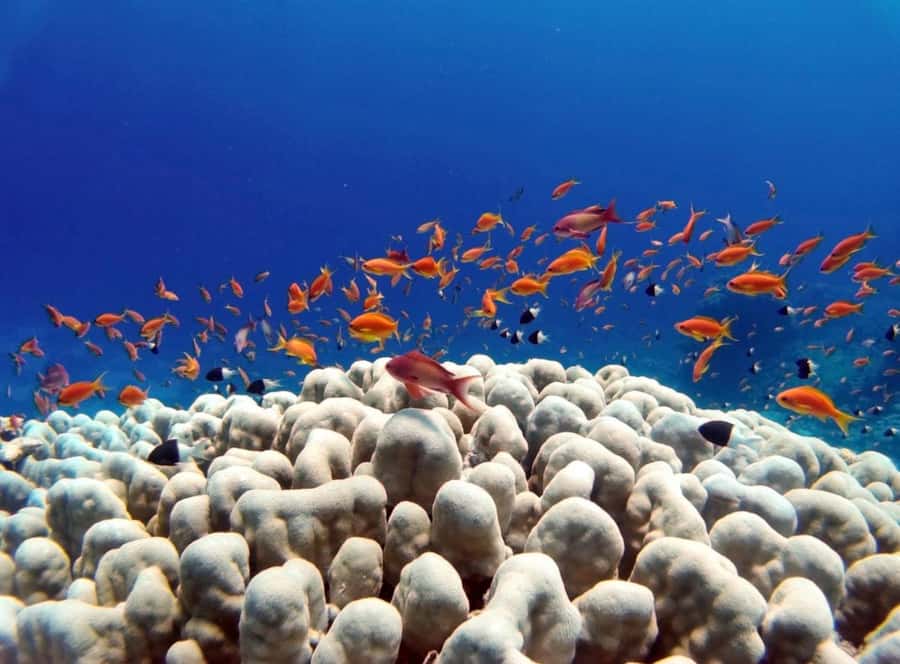 Bali/Amed: Underwater Temple Snorkeling Experience - Key points to know before booking