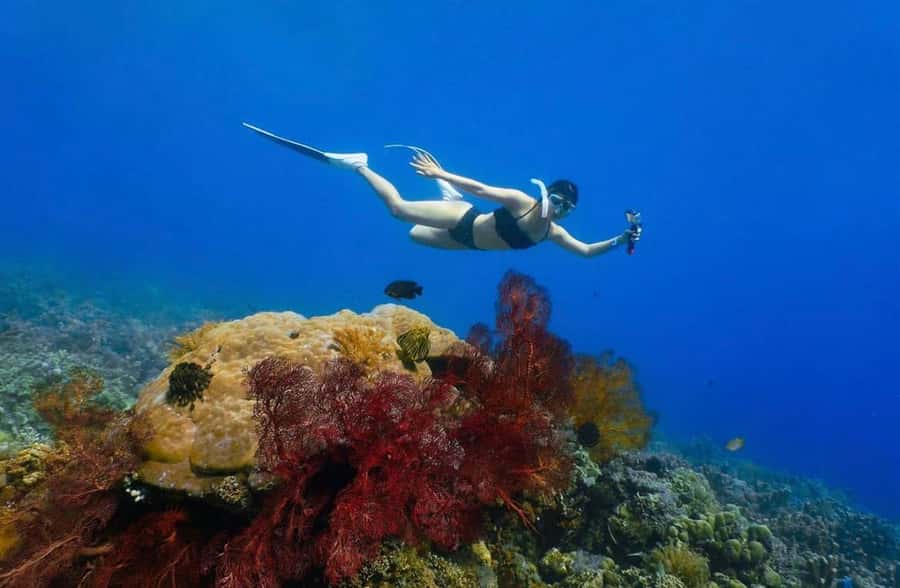Bali/Amed: Underwater Temple Snorkeling Experience - Turtle Point, where the wildlife may steal the show