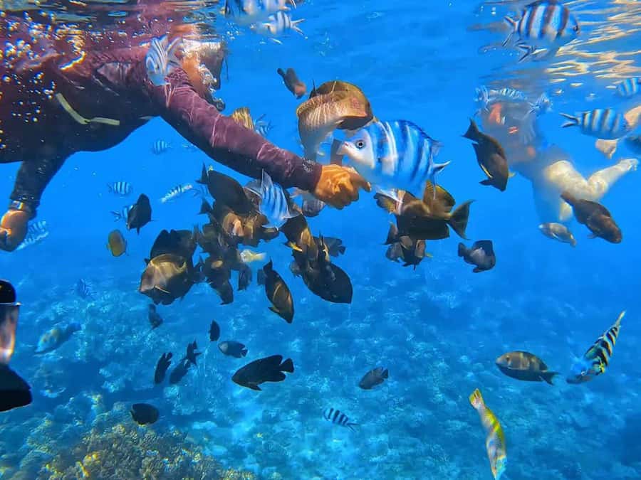 Bali: ATV Ride and Snorkeling Tour with Hotel Transfer - Key points to know before booking